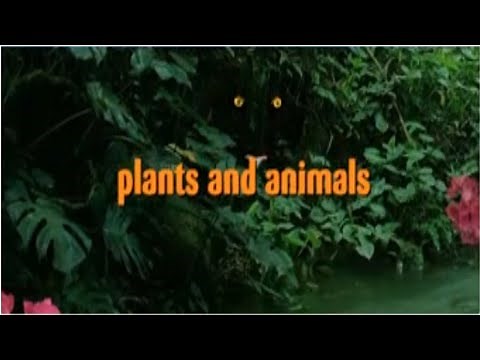 Eekoworld - Plants and Animals