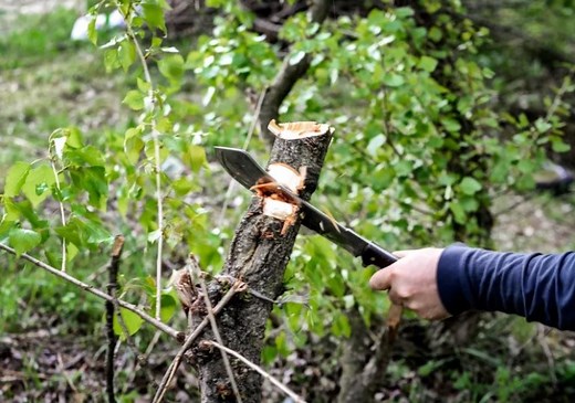 5 Best Machetes for Clearing BRUSH (Ranked After Testing)