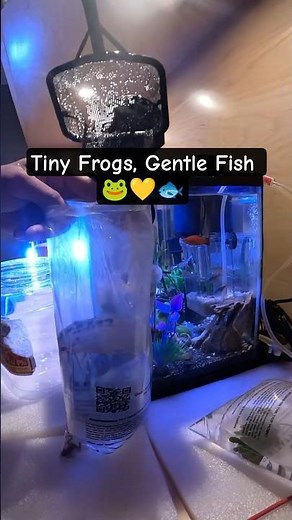 Adding 2 Tiny Frogs to the Tank 🐸✨ All Peaceful! 🐌 🐸🐟😊#aquariumlife #fishtank