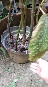 297K views · 2K reactions | How to propagate begonia plant with stem cuttings #propagate #begonia #stemcuttings #reels | Anaa Koorneia | Facebook