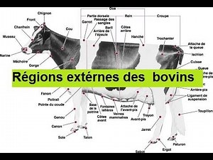 Régions extérieures des bovins