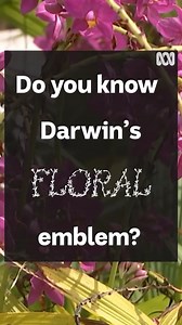 Do you know Darwin's floral emblem? 🌺🌺 Frangipani? Hibiscus? Desert Rose? 🤔 It was lost to time, but Darwin's floral emblem has been rediscovered! | ABC Darwin