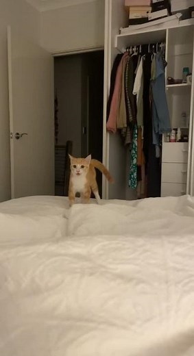 Madeline Nola (@madelinenola)’s videos with The Drugs Owl Vine by Sunny Mabrey - Hannah Reverie