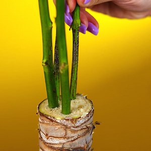 79K views · 423 reactions | Simple plant growing hacks! | 3-Minute Hacks | Facebook