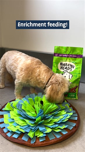 This is Toffee! ​ Bowl Lickin' Goodness Lamb is one of Toffee's 'go-to' choices! This recipe is rich in slow-release carbs giving Pineapple enough energy for zoomies 🏃 It’s also enhanced with a well-rounded blend of vitamins and minerals to support daily vitality!​ Enrichment activities like using a snufflemat help keep your dog's brain active while they enjoy their favourite meal! #Dog #DogsOfInstagram #Dogs #DogFood #DogLife #DogLover #DogLovers #BarkingHeads #BarkingAndMeowingHeads #MeowingH