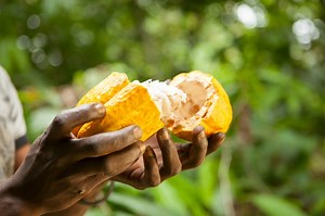 Who we are - Trias worldwide