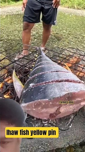 ihaw fish yellow pin #short #viralhog