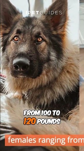 Uncover the Enigmatic Beauty of the Shiloh Shepherd #dog #dogbreed #shorts