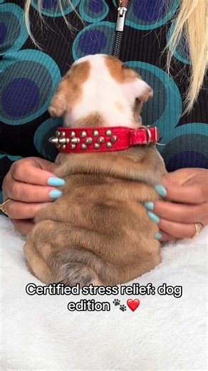 Expert Puppy Care and Delivery Services