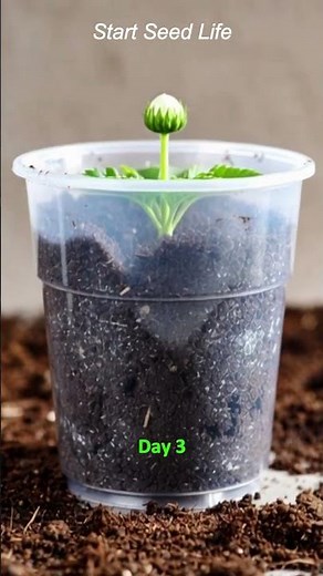 Daisy Flower Growth from Seed 🌱 | How to Grow Daisy at Home