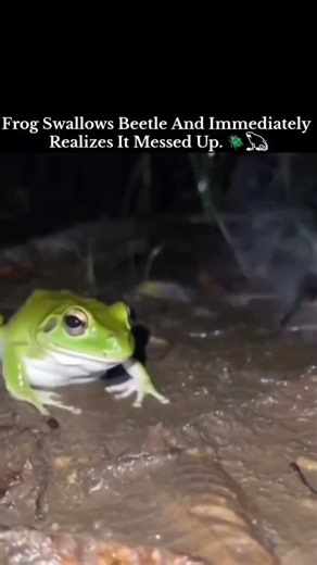 frog swallows beetle and immediately realizes it messed up #viral