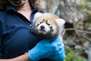Help name the Oregon Zoo's new red panda baby