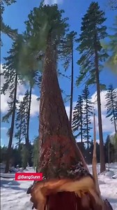 Cutting Down a Forest Tree in the Snowy Winter