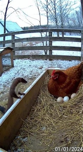 Cat Saves Hen's Eggs from Sneaky Weasel - CCTV Caught