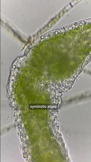 The Biologically Immortal Animal