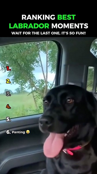 Dogs Being Idiots Part 230: Funniest Labrador 😂😂