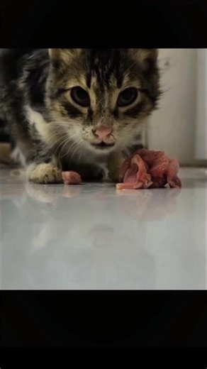 আমার টনি বিড়াল My Tony the cat قطي توني #cat #shorts #foryou #funny