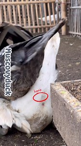 148K views · 803 reactions | Gerr  #muscovyduck #reals #animals #usa #farming #pets #duck | Duck Go | Facebook