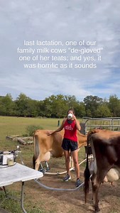 It was a wild time with lots of tears, frustration, and HARD. That sweet cow who never even shifts her feet when we milk, had to milked in a cattle squeeze chute with a leg tied back and still it was a challenge to milk out that injured teat. In full disclosure, it was the HARDEST time in our marriage and we have had some doozies we have went through. We made choice to get her through it, no matter what, but we definitely had the conversation about if culling her was a better option Stewarding o
