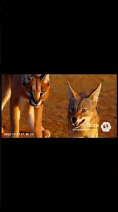 #desertcamera #wildlifeclip #animalencounter #naturevideo #cctvanimals