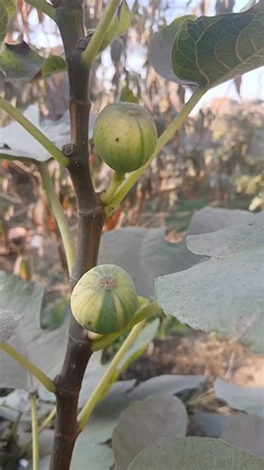 Nasir Wazir Ansari on Instagram: "Today, 26 December — A Blessed moment from our Fig & Fruits Research Farm. #figs #figfruits"
