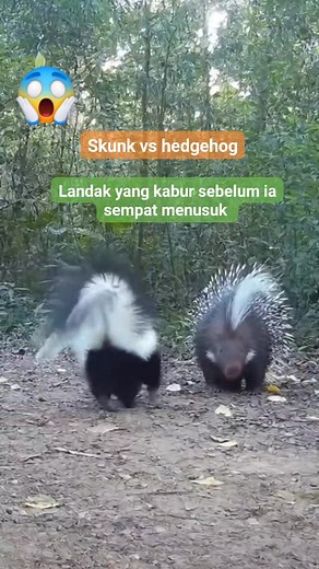 79K views · 954 reactions | @ the skunk is spraying #reels #funyvideo #wicked #thankful #grateful | Soleha Tong | Facebook