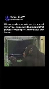 Why Chimpanzees Outperform Humans in Memory Tests