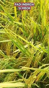 Padi Simbok yang Adaptif diberbagai Lahan dan Musim
