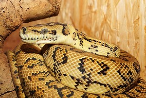 Un homme tué par son python, la police fait feu sur le reptile en vain