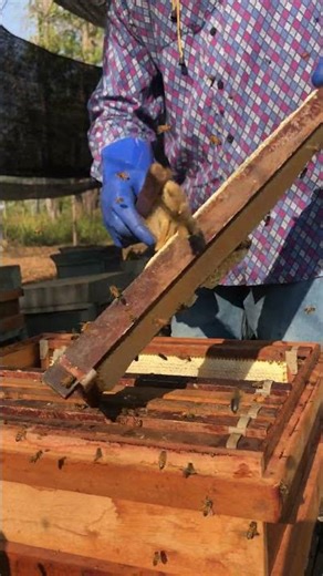 Fresh Honey Harvesting 🍯🐝 | From Hive to Jar