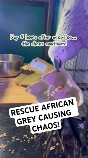 Miyagi Throwing EVERYTHING Off My Desk 😅