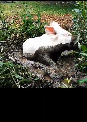 2.7K views · 94 reactions | Rescued from a testing lab and learning what mud is all about. 凉 | Off The Plate Animal Sanctuary | Facebook