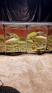 My 1000 Gallon Pond With Monster Fish! #aquarium #fish #aquariums #aquariumfish #AquariumHobby #fishtank | Boss Aquatics