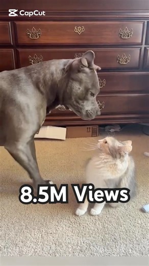 Scared of a Cat?! This Dog Was NOT Ready 😂