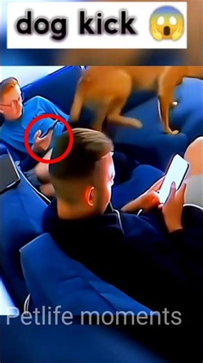 Dog's Savage Kick! 😱😂 #shorts #shortvideo #viralpets #funny