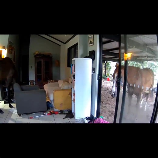 Note to self: The dogs can't be trusted with door security... Dinner finished early last night when I decided to check the pet cam to find Thunder figured out how to nuzzle open the door. Thankfully all of the pets were fine but now the outside animals know what aircon feels like and will no doubt try again 😅 | Andrew Mackay MLA : Member for Goyder