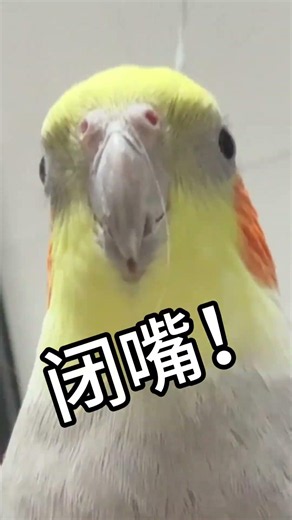 Is This a Black Phoenix Parrot? ParrotTease CuteBirds