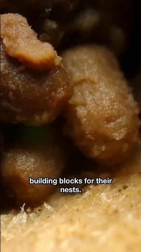 These Dampwood Termites Are Turning Your House Into Theirs | #DeepLook #Shorts