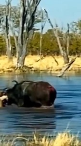 2M views · 10K reactions | #lion #animals #wildanimals | Interesting World | Facebook