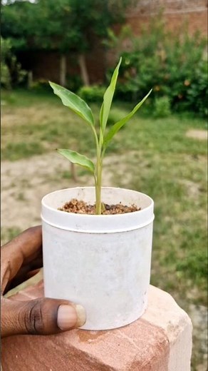 How To Grow Cardamom From Seeds