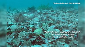 In a recently published study in the journal Plos One, researchers observed in 2015 a female octopus throwing shells at another octopus in waters near Australia. STORY: https://www.denver7.com/news/national/researchers-record-female-octopus-throwing-debris-at-potential-mates | Scripps National News