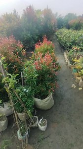 Ours Local Collection of Different type Ornamental plants | Smart Garden | Facebook