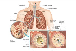 3 Types of Respiration