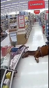 422K views · 1K reactions | Horse slips on tractor supply floor after rider rides his horse inside the store #tractorsupply #horse #aqha | Nikki Skyes | Facebook