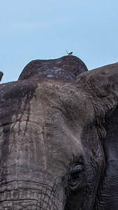 71K views · 715 reactions | A chameleon catching a ride on top of an...