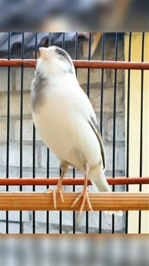 birds sound is fun | animal sound #animallife #canary #birdsong