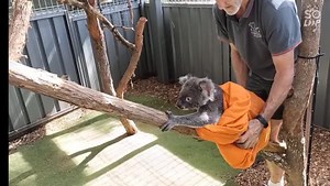 314K views · 10K reactions | Bobby Boo investigates his new enclosure for the first time at Port Macquarie Koala Hospital. He was transferred to us from Friends of the Koala in Lismore. We'll update with more information soon. | Koala Hospital Port Macquarie | Facebook