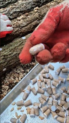 Inserting shiitake mushroom spawn is so easy, isn't it? #ShiitakeMushroomSpawn #OakTree #Shiitake...