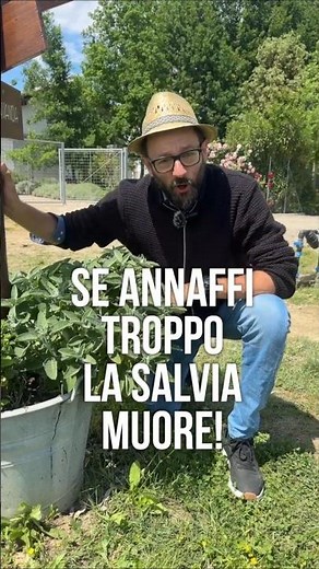SALVIA: ecco quando bisogna bagnare