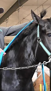 3.9K views · 49 reactions | The stars of the Thunder on the Prairie Draft Horse Show are getting ready to showcase their skills. First of three shows featuring 16 different teams starts tonight (Jan. 13) at 6pm, followed by Saturday and Sunday shows at 1pm. Tickets available at the door for $12. #VisitGrandIsland #GrandLife #horses | Grand Island Tourism | Facebook